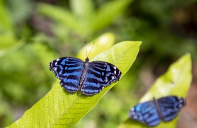 Mexican Bluewing Feb 2022